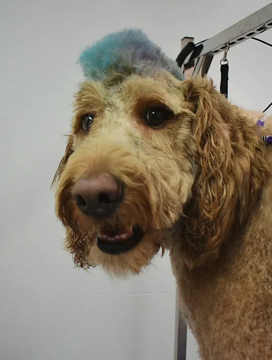 Hope Animal Clinic 1
