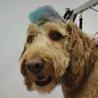 Hope Animal Clinic ico