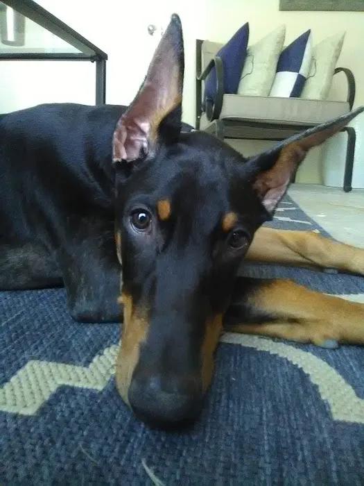 San Marcos Veterinary Clinic 5