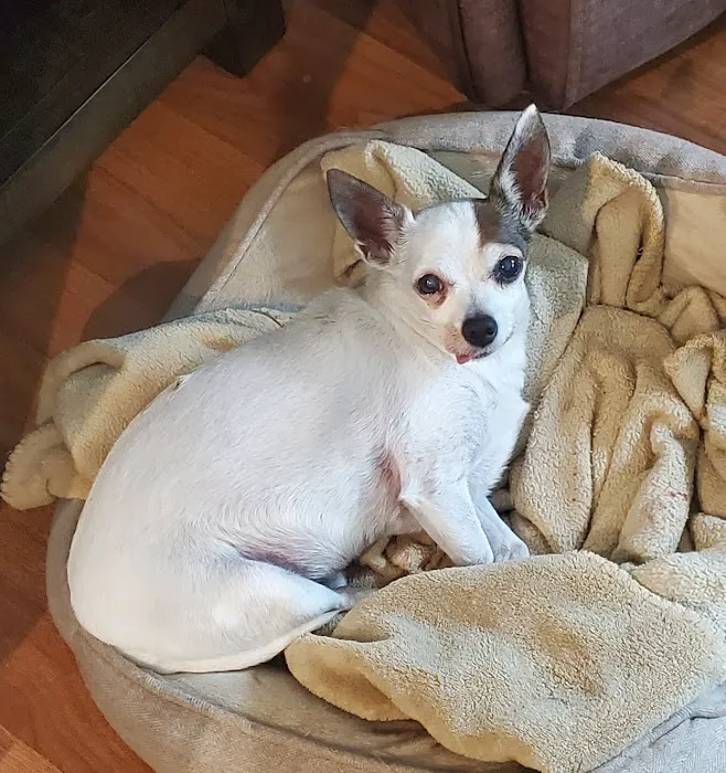 San Marcos Veterinary Clinic 3