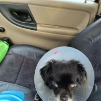 San Marcos Veterinary Clinic ico