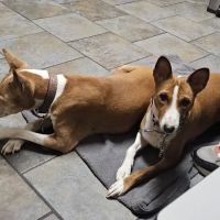 Kyle Animal Hospital ico