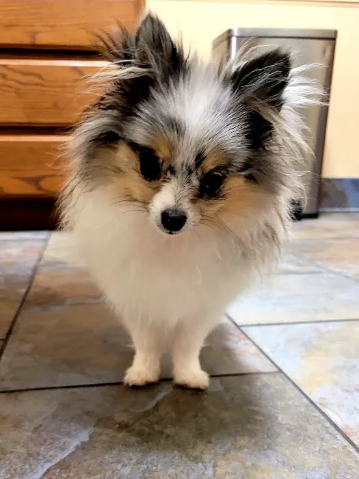 Kyle Animal Hospital 12