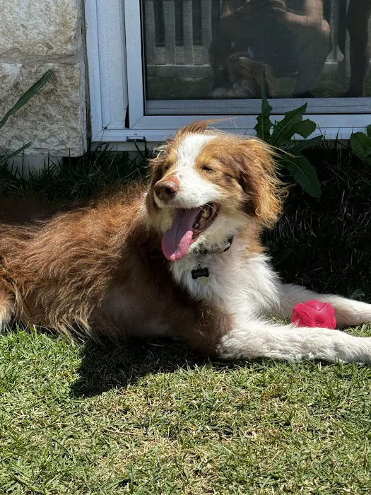 Kyle Animal Hospital 12