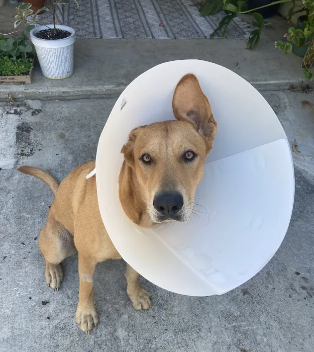 Deep Roots Animal Clinic 1