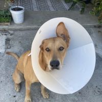 Deep Roots Animal Clinic ico
