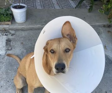 Deep Roots Animal Clinic