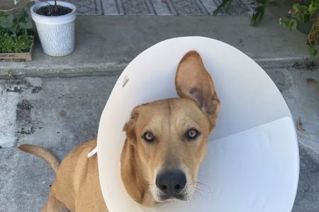 Deep Roots Animal Clinic