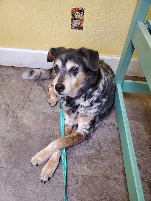 Animal Care Center of Hays County 4