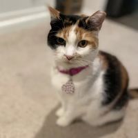 Animal Care Center of Hays County ico
