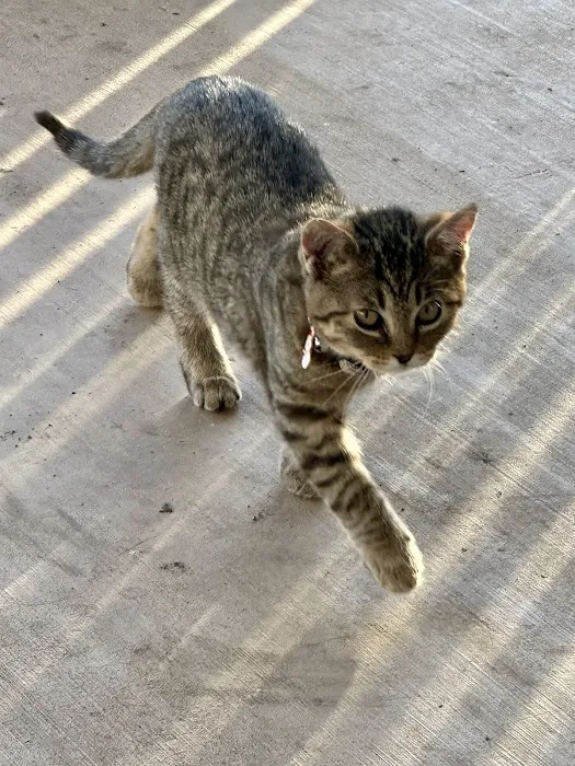Animal Care Center of Hays County 6