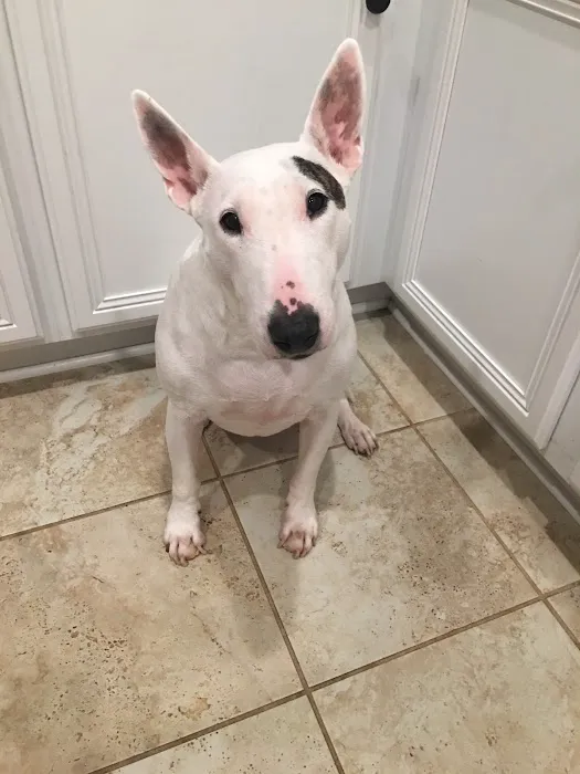 Animal Care Center of Hays County 5