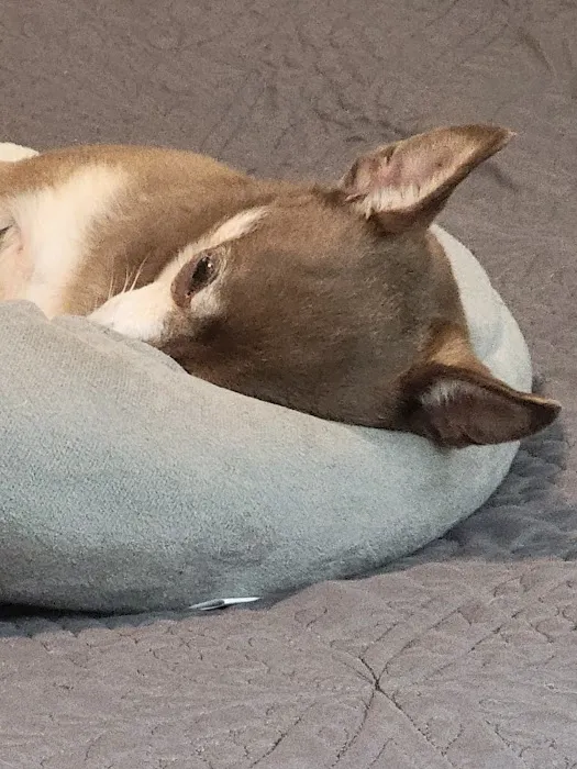 Banfield Pet Hospital 9