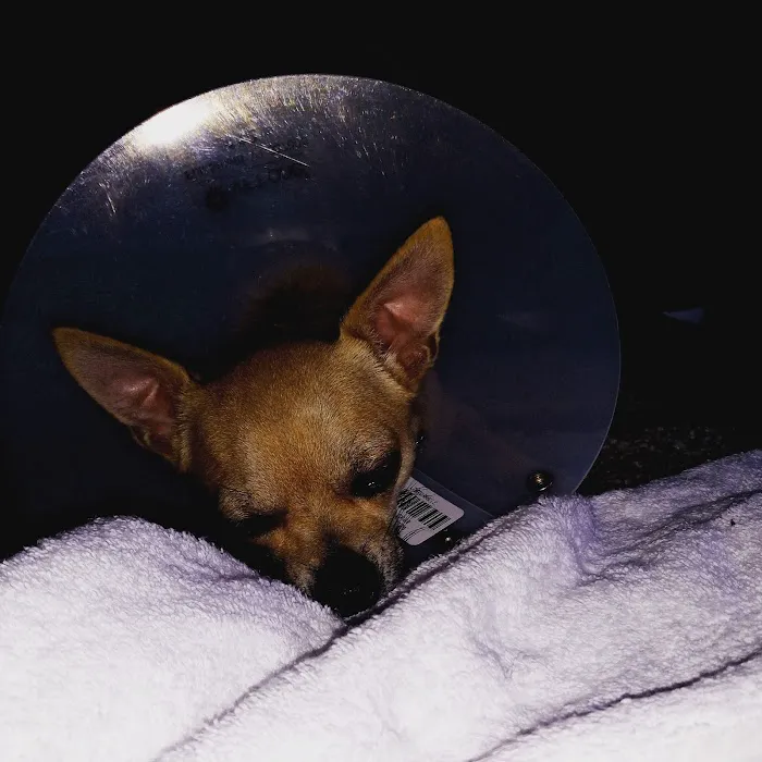 Banfield Pet Hospital 7
