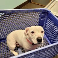 Banfield Pet Hospital ico