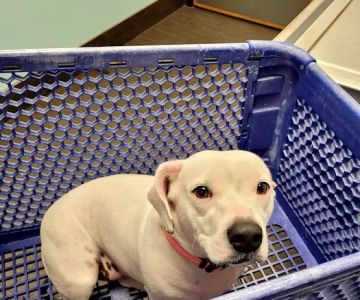 Banfield Pet Hospital
