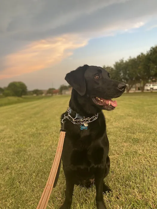 Springtown Veterinary Hospital 2