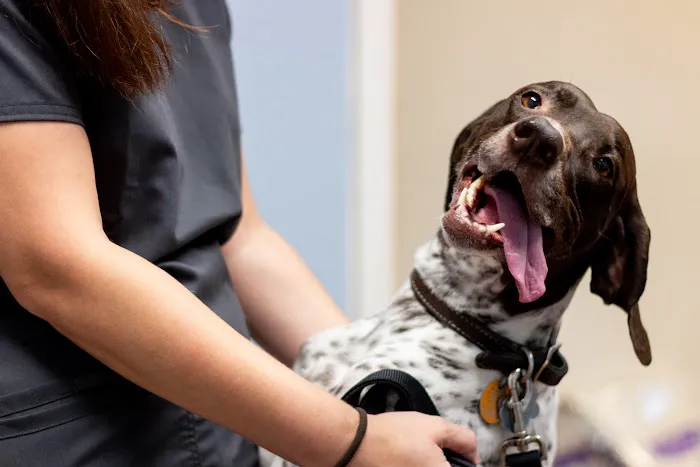 Kings Highway Animal Clinic 12