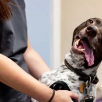 Kings Highway Animal Clinic ico