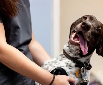 Kings Highway Animal Clinic