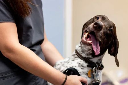 Kings Highway Animal Clinic