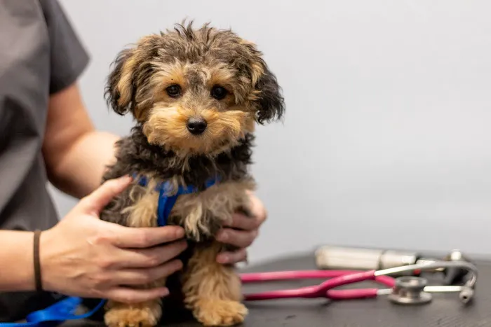 Kings Highway Animal Clinic 12