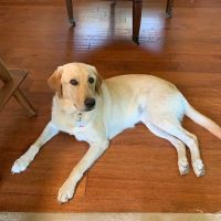 Tickle-Blagg Animal Hospital ico