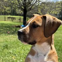 Galax Veterinary Clinic ico