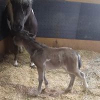 Healing Springs Large Animals ico