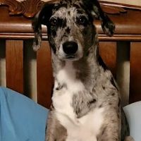 Healing Springs Animal Hospital ico