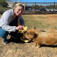 Wythe Animal Wellness Community Veterinary Care, Inc. ico