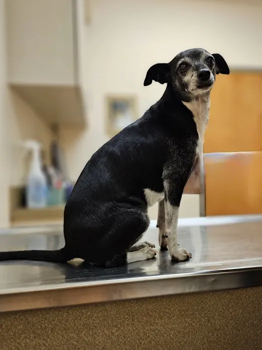 Animal Clinic of Madison 12