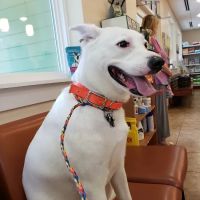 Animal Clinic of Madison ico