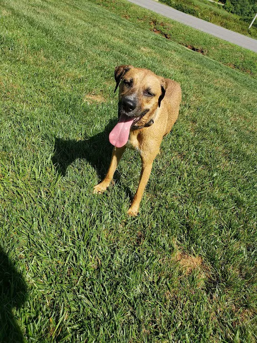 Boyce-Holland Veterinary Services 7