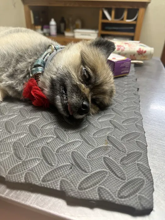 King's Mountain Animal Clinic 12