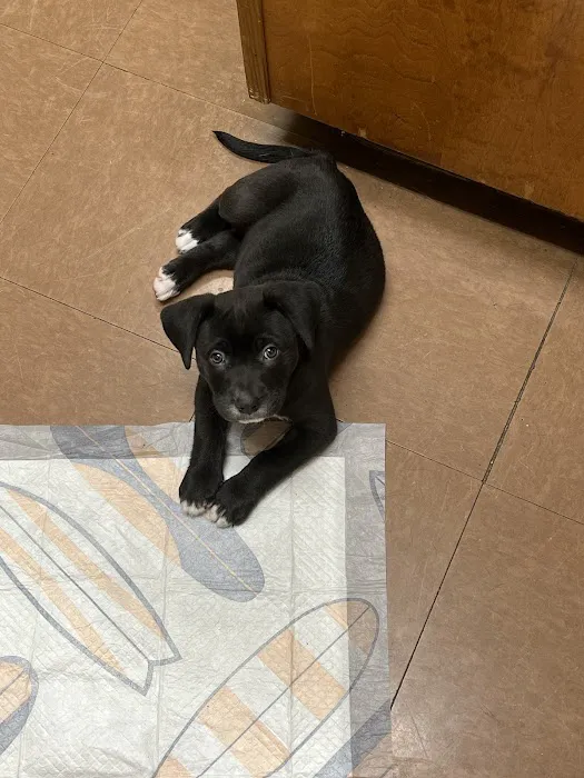 King's Mountain Animal Clinic 12