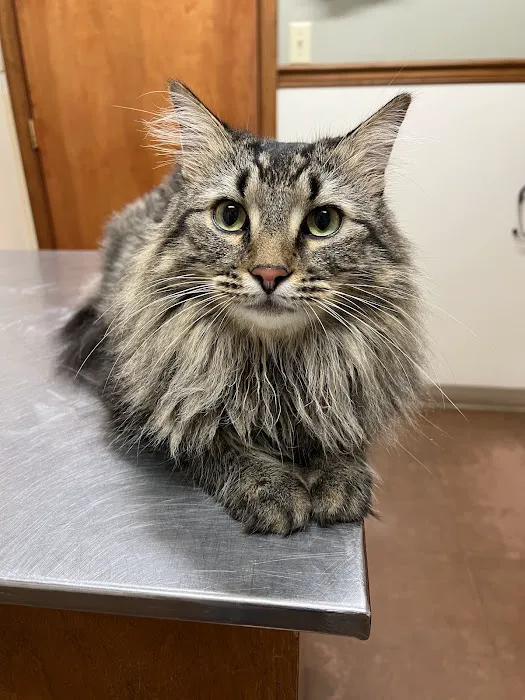 King's Mountain Animal Clinic 12