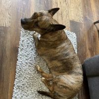 King's Mountain Animal Clinic ico