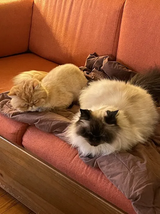 King's Mountain Animal Clinic 12