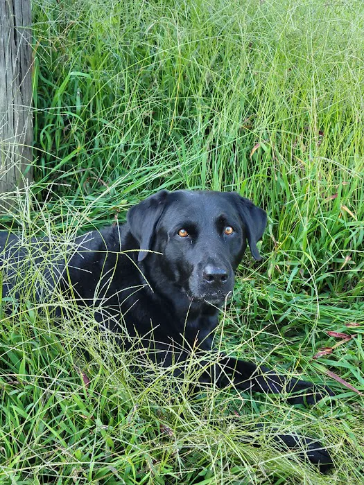 Blue Ridge Veterinary Hospital 1