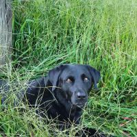 Blue Ridge Veterinary Hospital ico