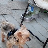 Henry County Animal Hospital ico