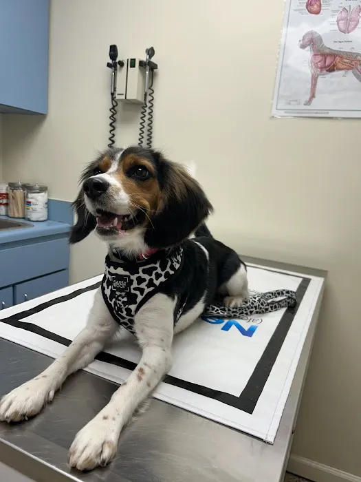 The Pet Clinic of Martinsville 12