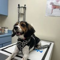 The Pet Clinic of Martinsville ico