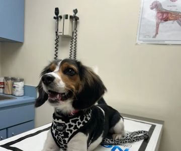 The Pet Clinic of Martinsville