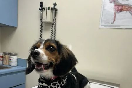 The Pet Clinic of Martinsville