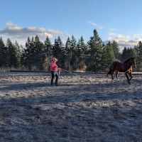 Pacific Crest Equine Veterinary Services ico