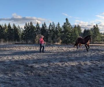 Pacific Crest Equine Veterinary Services