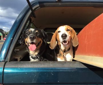 Sequoia Veterinary Clinic