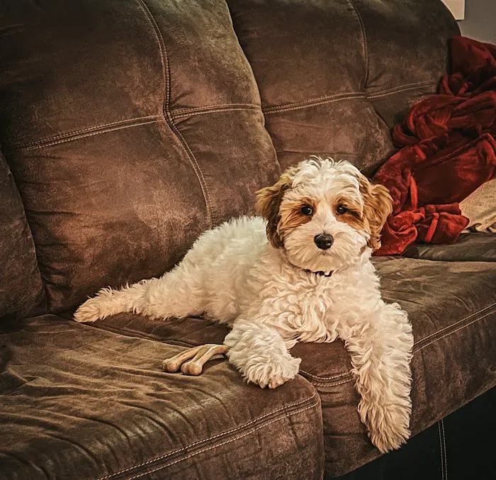 Sequoia Veterinary Clinic 12